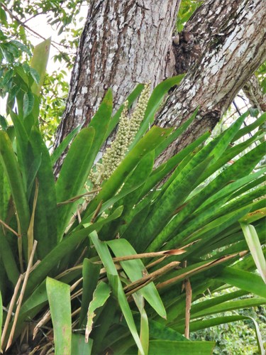 Androlepis skinneri (Androlepis skinneri)