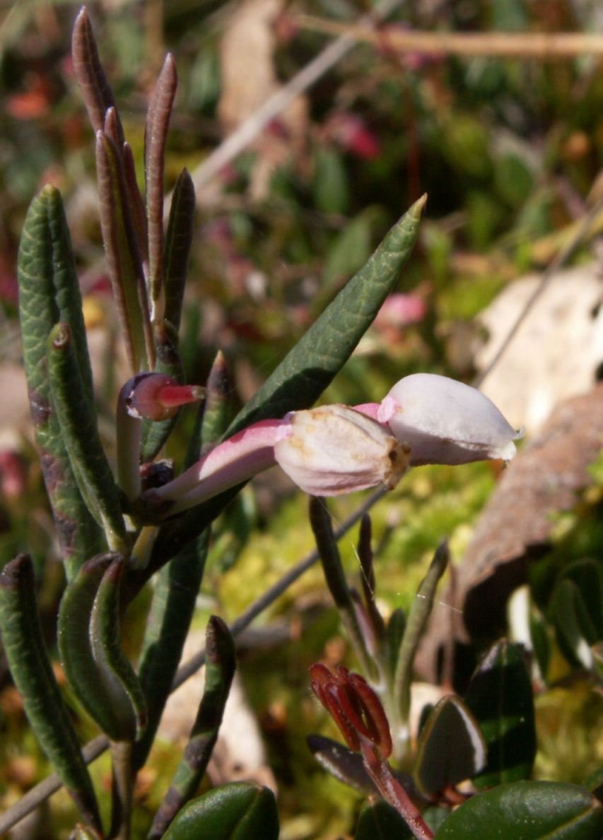 Bog rosemary: Andromeda polifolia, late flowering