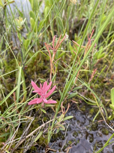 Bog rosemary (Andromeda polifolia)