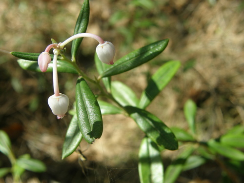 Bog rosemary (Andromeda polifolia)