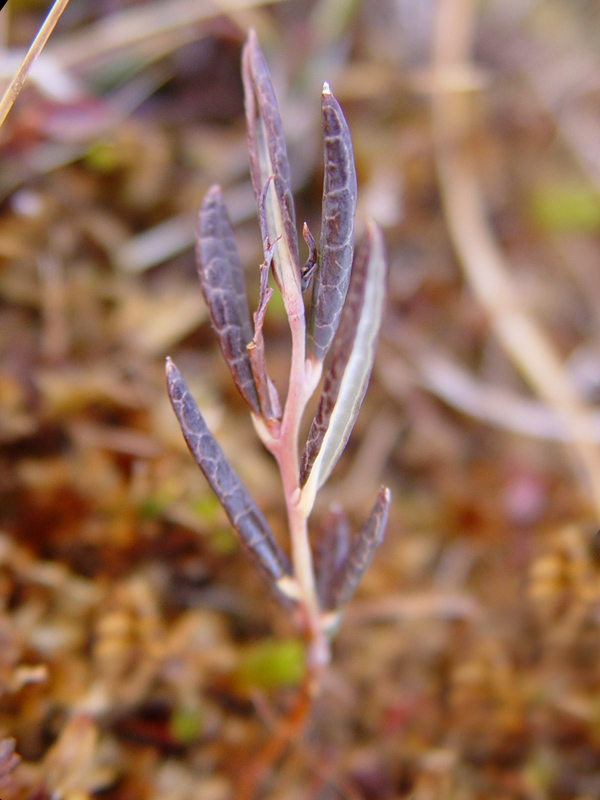 Bog rosemary: Bog-rosemary