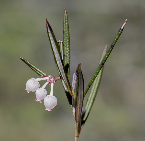 Bog rosemary (Andromeda polifolia)
