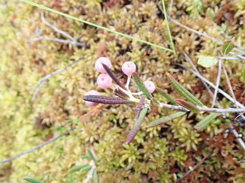 Bog rosemary (Andromeda polifolia)