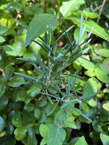 Bog rosemary (Andromeda polifolia)