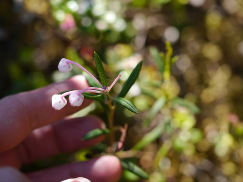 Bog rosemary (Andromeda polifolia)