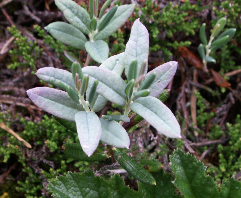 Bog rosemary: Andromeda polifolia mit schmalen und breiten Blättern