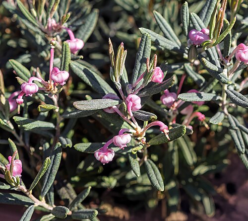 Bog rosemary: Inflorescence