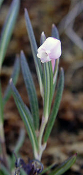 Bog rosemary: Bog-rosemary ( Andromeda polifolia ), blooming in Villanders, South Tyrol/Italy