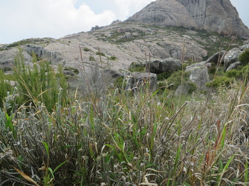 Andropogon andringitrensis (Andropogon andringitrensis)
