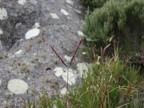 Andropogon andringitrensis (Andropogon andringitrensis)