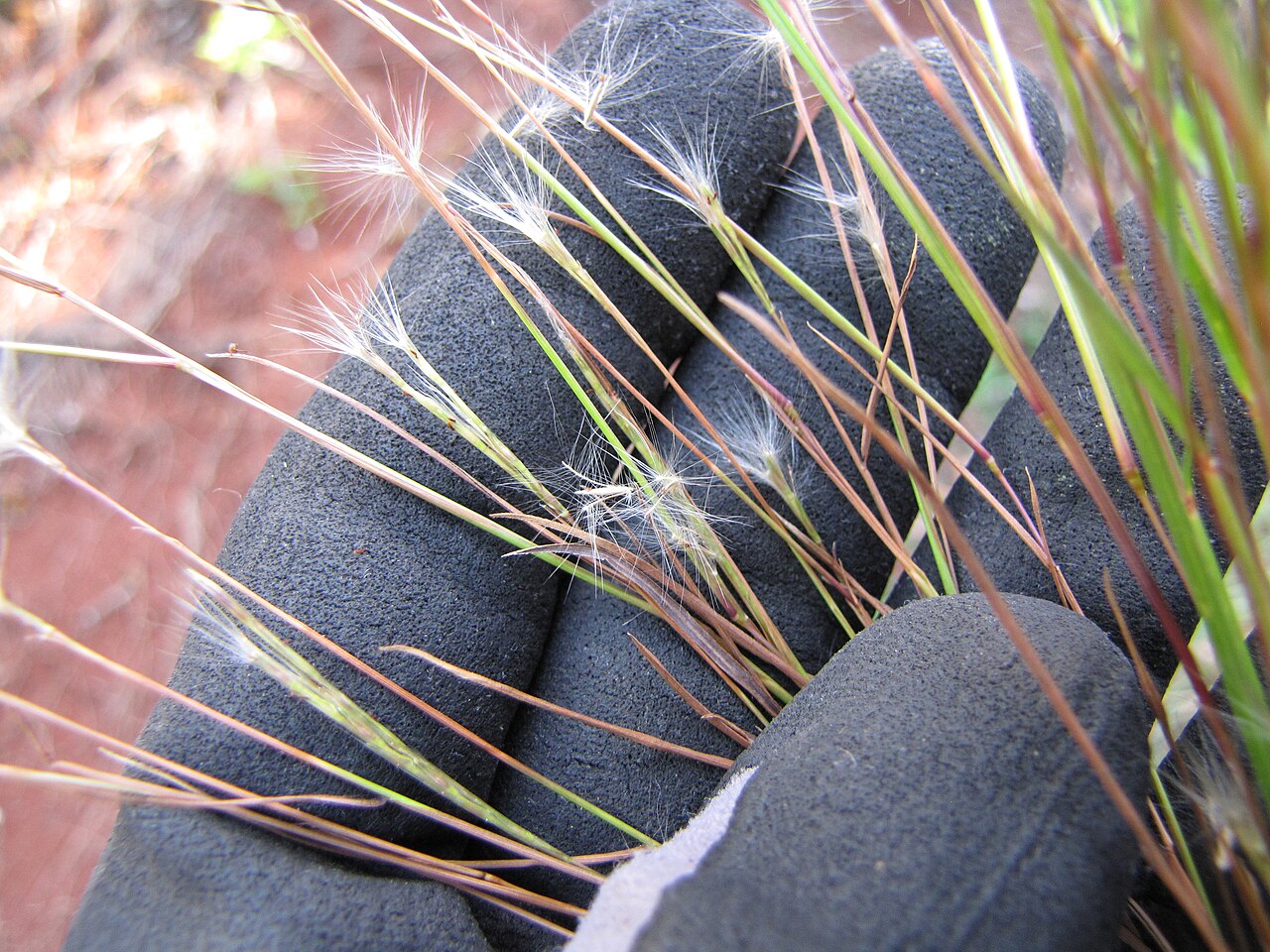 Barbas de indio: Andropogon bicornis (Barbas de indio) Andropogon like grass seedheads at Mokolea Pt Kilauea Pt NWR, Kauai, Hawaii. March 20, 2013 #130320-3488 Image Use Policy