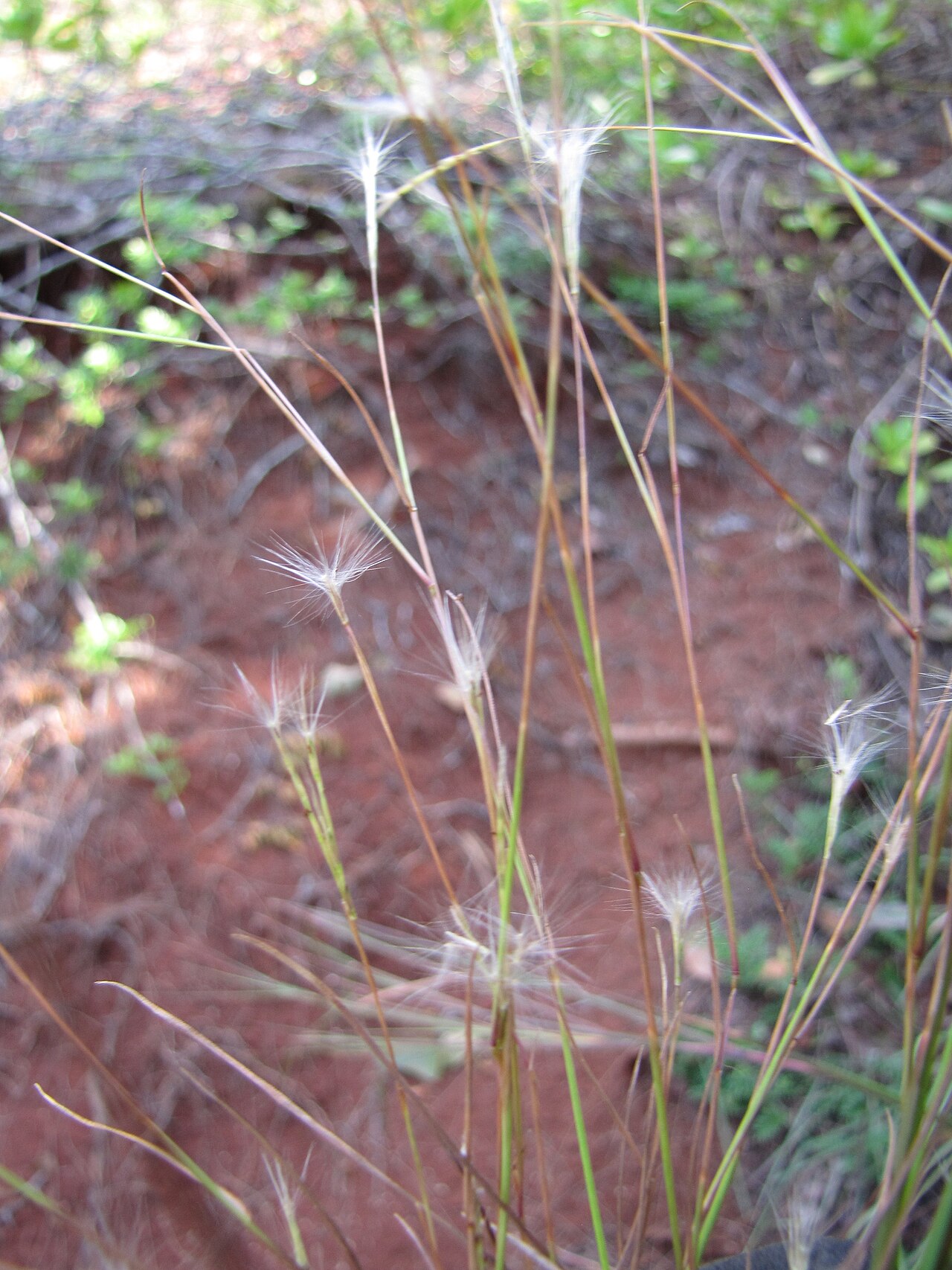 Barbas de indio: Andropogon bicornis (Barbas de indio) Andropogon like grass seedheads at Mokolea Pt Kilauea Pt NWR, Kauai, Hawaii. March 20, 2013 #130320-3487 Image Use Policy