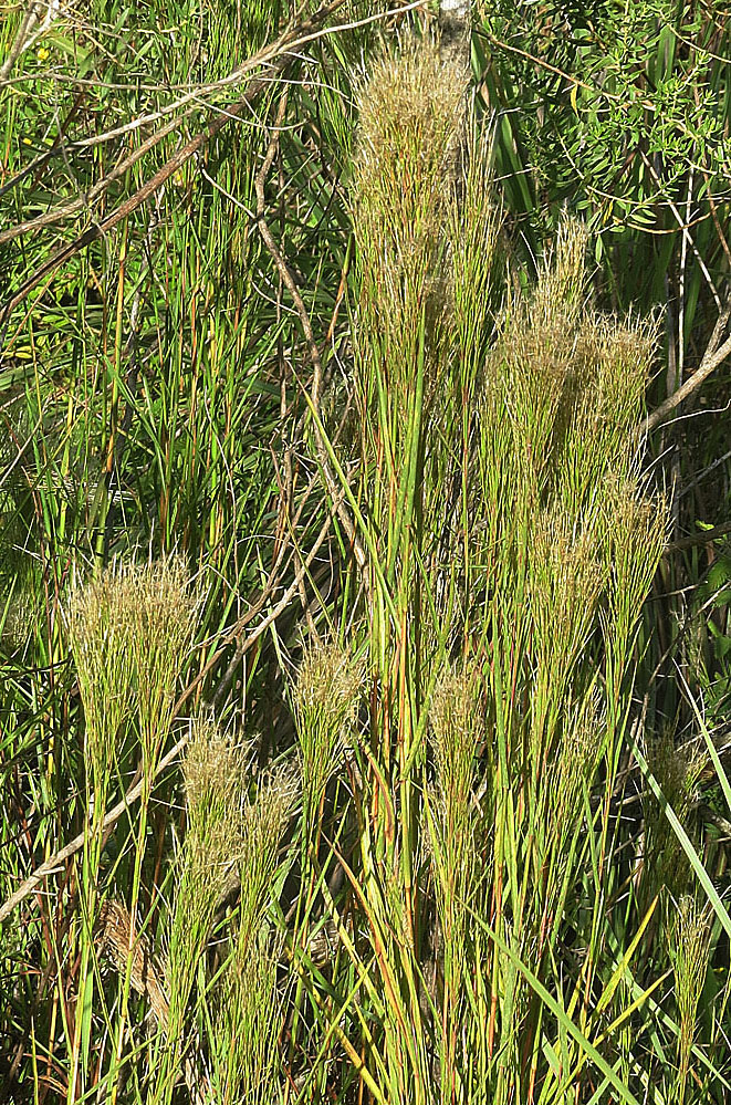 Barbas de indio: Found through most of the Neotropics, with names such as Barbas de Indios. Photo from Iguazu Park, northeastern Argentina.