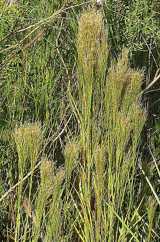 Barbas de indio: Found through most of the Neotropics, with names such as Barbas de Indios. Photo from Iguazu Park, northeastern Argentina.