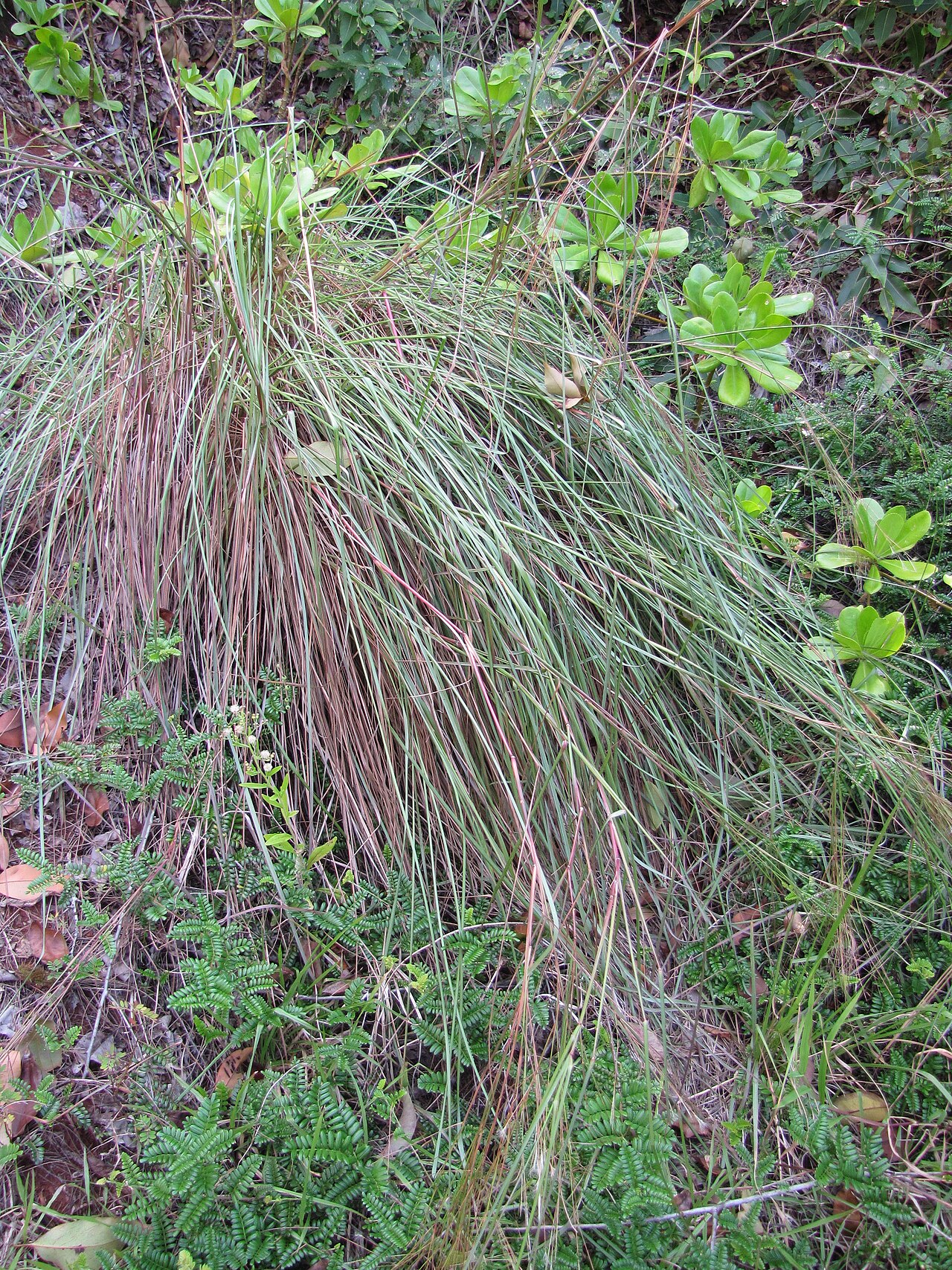 Barbas de indio: Andropogon bicornis (Barbas de indio) Andropogon like grass habit at Mokolea Pt Kilauea Pt NWR, Kauai, Hawaii. March 20, 2013 #130320-3486 Image Use Policy