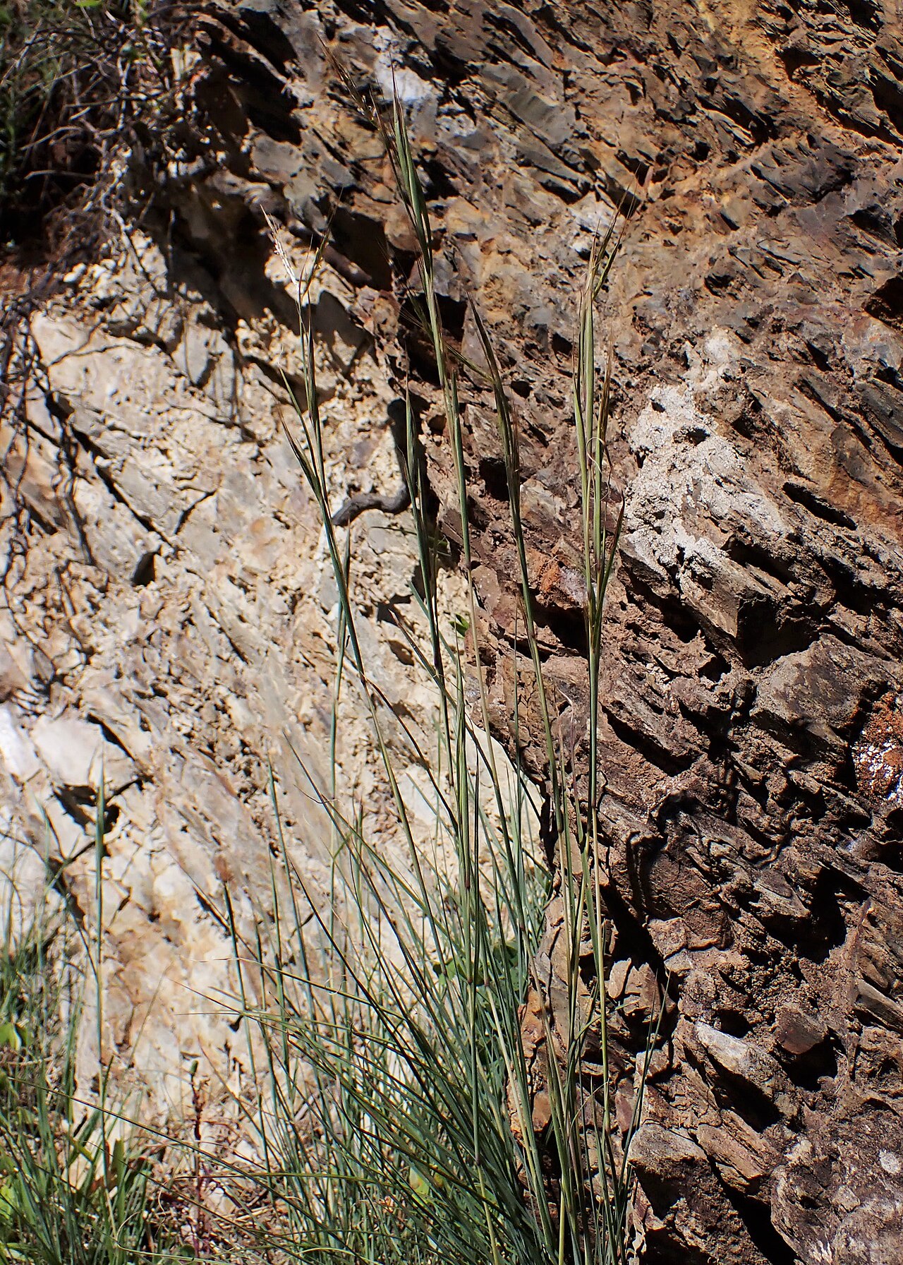 Andropogon distachyos: Andropogon distachyos in Mondego Valley E from Coimbra (rocky cliff at ER110 400 m NE from Caneiro), Portugal
