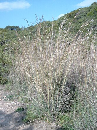 Andropogon distachyos: Name Andropogon distachyos Familiy Poaceae