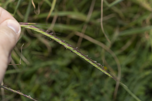 Andropogon distachyos (Andropogon distachyos)