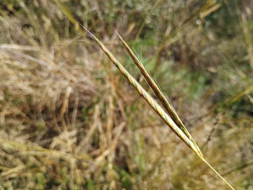 Andropogon distachyos (Andropogon distachyos)