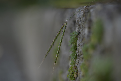 Andropogon distachyos (Andropogon distachyos)
