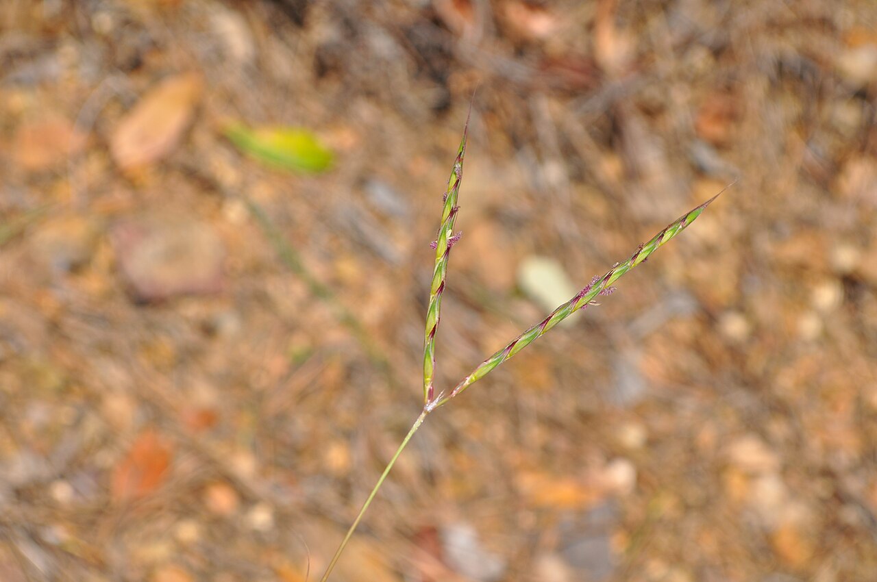 Andropogon distachyos: Andropogon distachyos , Riells i Viabrea