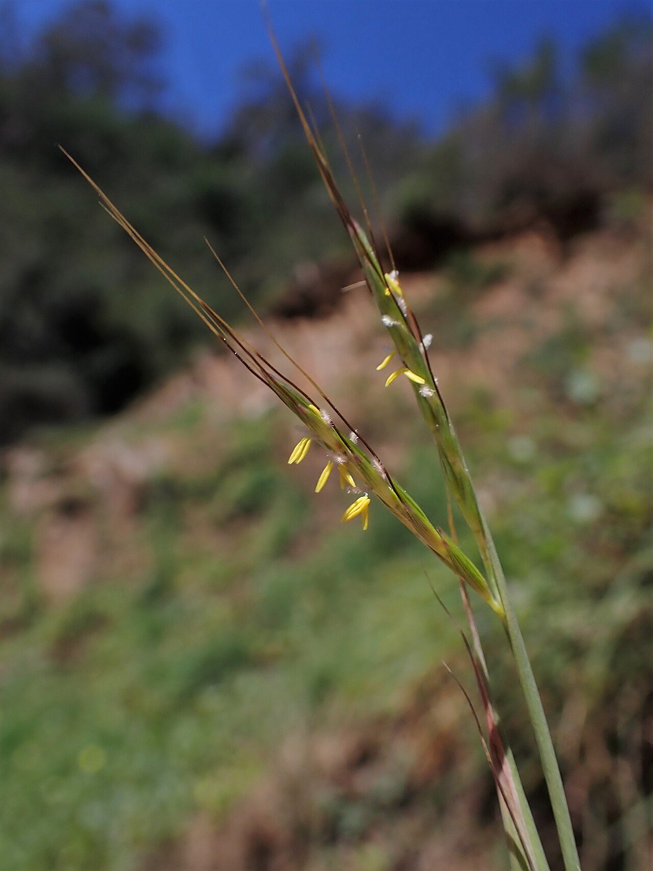 Andropogon distachyos: Andropogon distachyos in Mondego Valley E from Coimbra (rocky cliff at ER110 400 m NE from Caneiro), Portugal