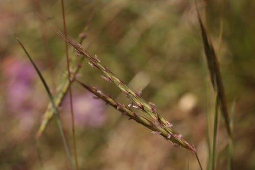 Andropogon distachyos (Andropogon distachyos)