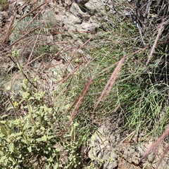 Andropogon distachyos (Andropogon distachyos)