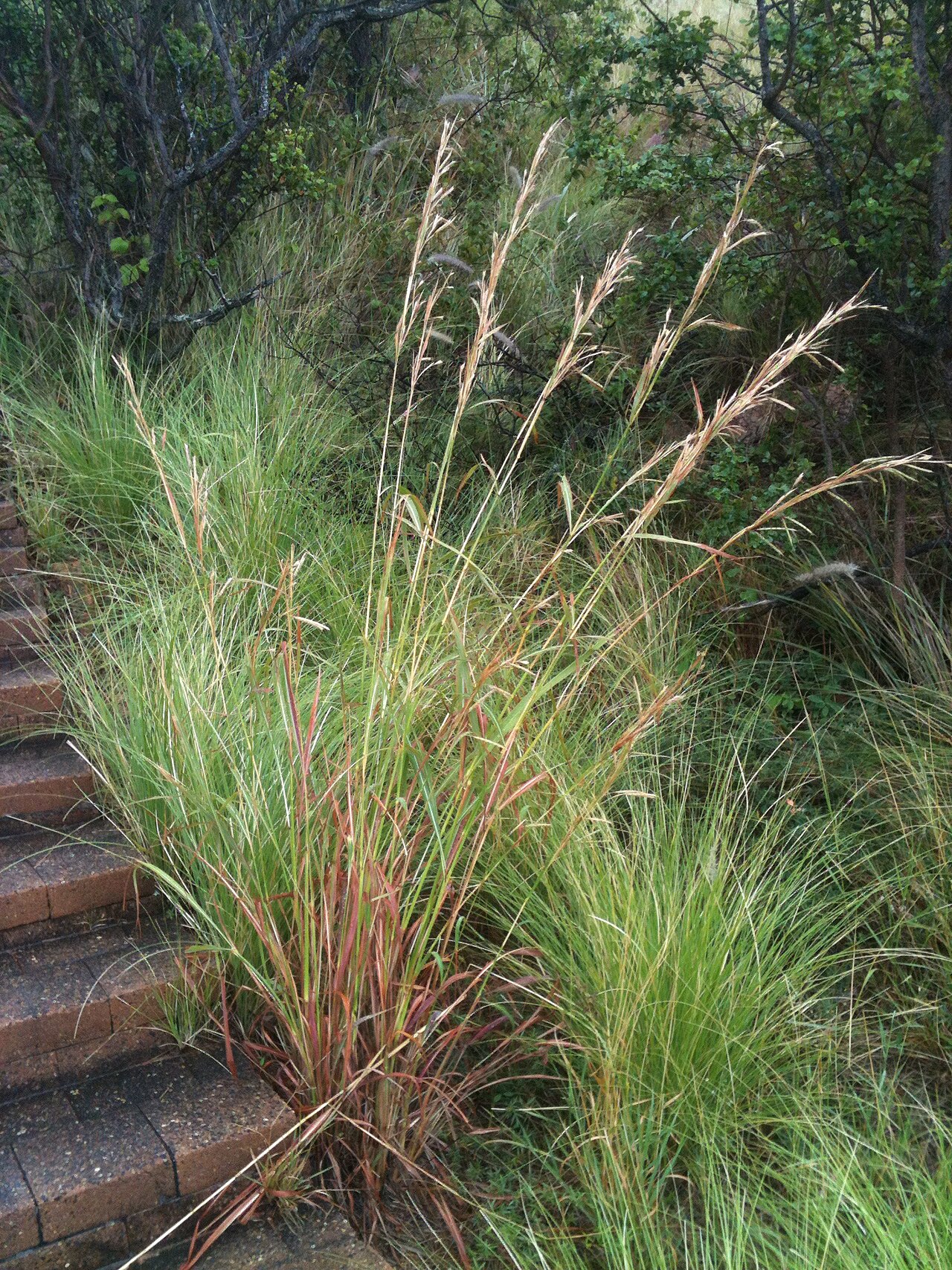 Bluestem: Gamba grass ( Andropogon gayanus ), Townsville, Queensland, Australia