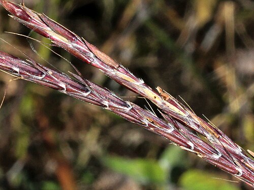 Big bluestem: Big Bluestem seeds at Russell R. Kirt Prairie , Illinois , USA .