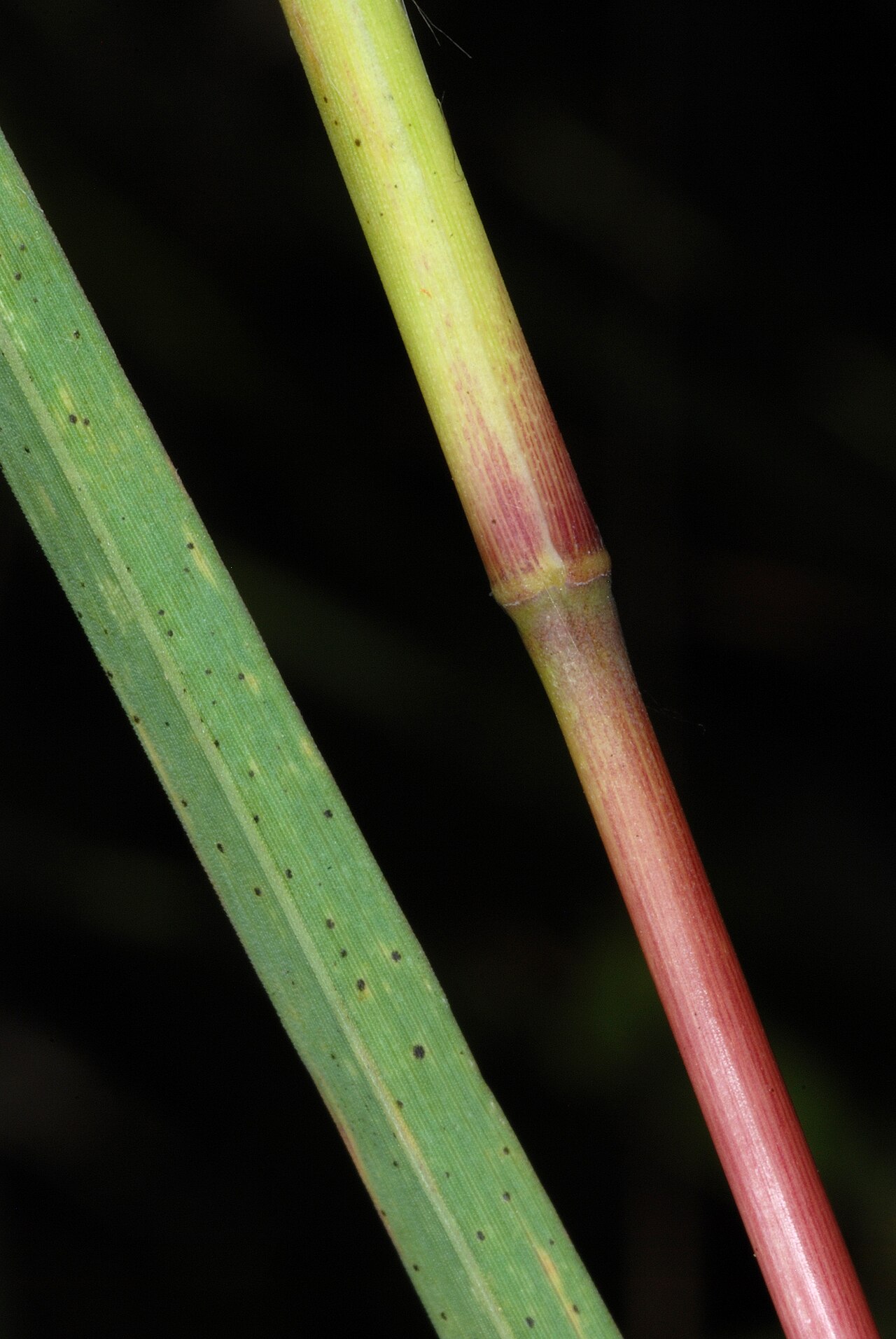 Bushy bluestem: Andropogon glomeratus
