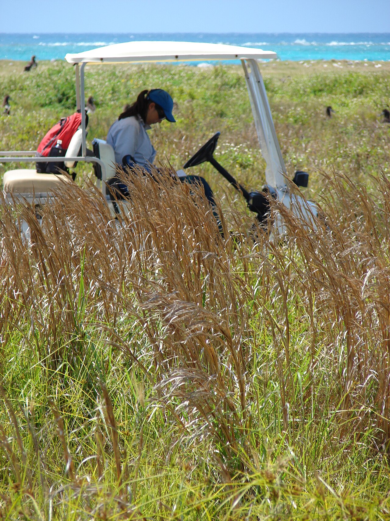 Bushy bluestem: <a href=" http://www.starrenvironmental.com/images/species/?q=Andropogon+glomeratus+var+pumilus " rel="nofollow"> Andropogon glomeratus var. pumilus (Bushy blue
