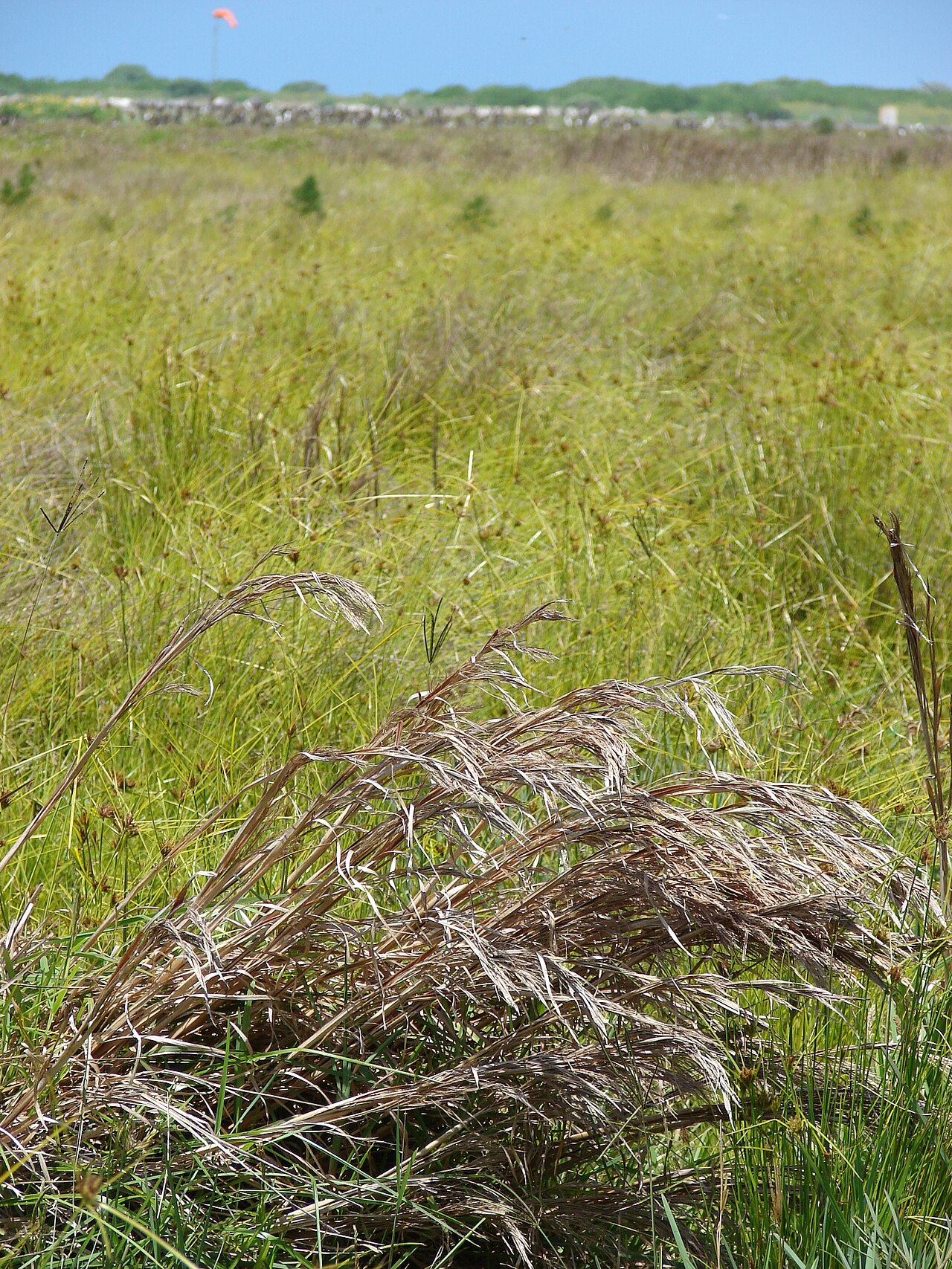 Bushy bluestem: <a href=" http://www.starrenvironmental.com/images/species/?q=Andropogon+glomeratus+var+pumilus " rel="nofollow"> Andropogon glomeratus var. pumilus (Bushy blue
