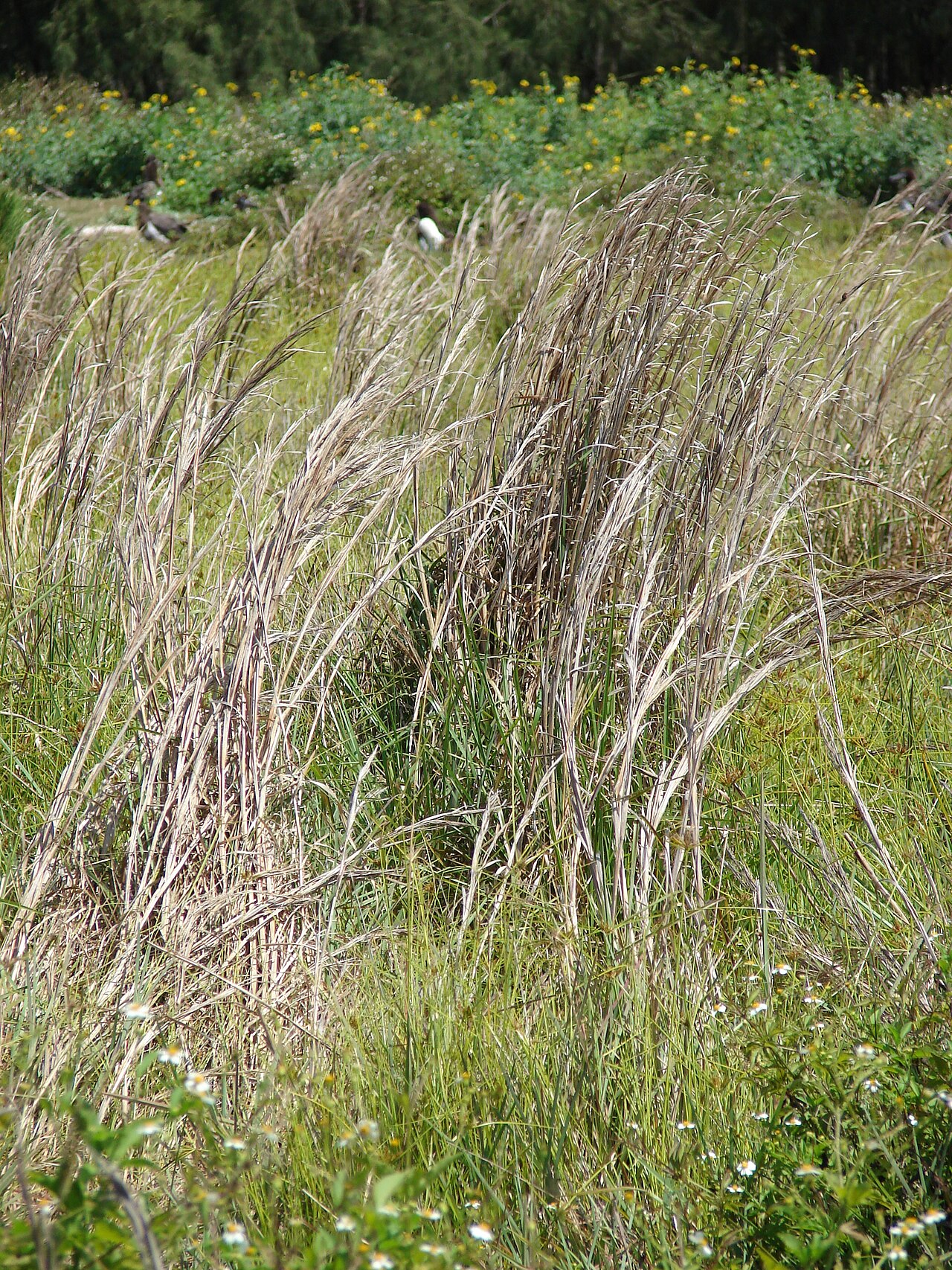 Bushy bluestem: <a href=" http://www.starrenvironmental.com/images/species/?q=Andropogon+glomeratus+var+pumilus " rel="nofollow"> Andropogon glomeratus var. pumilus (Bushy blue