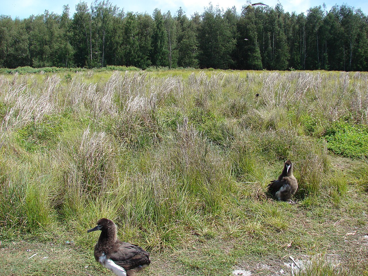 Bushy bluestem: <a href=" http://www.starrenvironmental.com/images/species/?q=Andropogon+glomeratus+var+pumilus " rel="nofollow"> Andropogon glomeratus var. pumilus (Bushy blue
