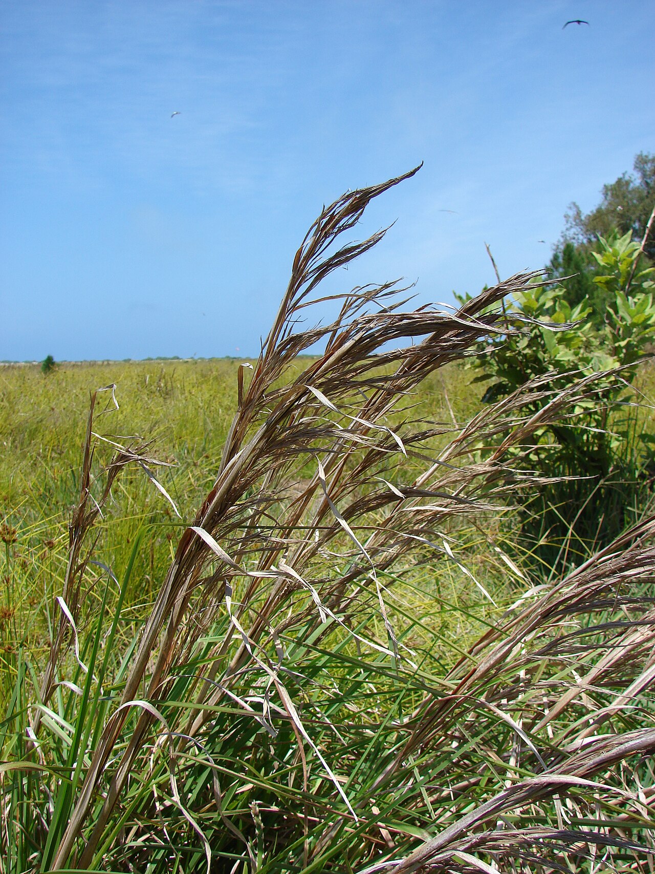 Bushy bluestem: <a href=" http://www.starrenvironmental.com/images/species/?q=Andropogon+glomeratus+var+pumilus " rel="nofollow"> Andropogon glomeratus var. pumilus (Bushy blue