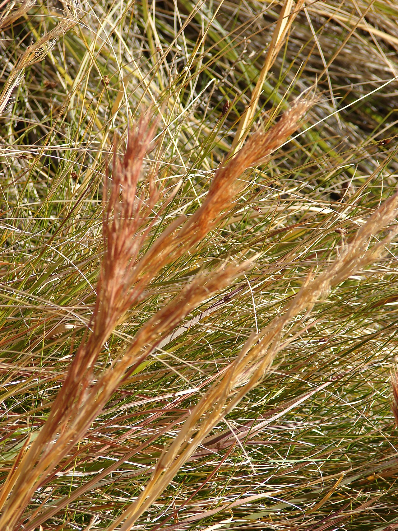 Bushy bluestem: Andropogon glomeratus (inflorescences). Location: Nevada, Calico Basin