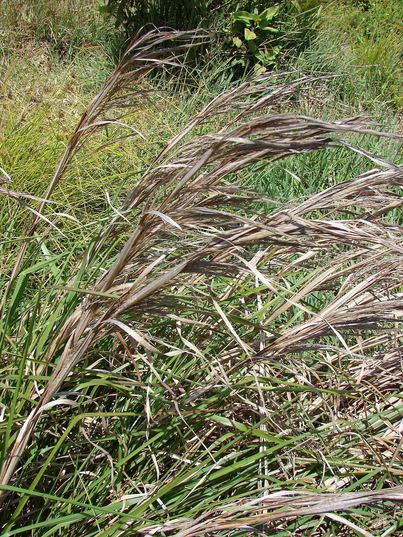 Bushy bluestem: <a href=" http://www.starrenvironmental.com/images/species/?q=Andropogon+glomeratus+var+pumilus " rel="nofollow"> Andropogon glomeratus var. pumilus (Bushy blue