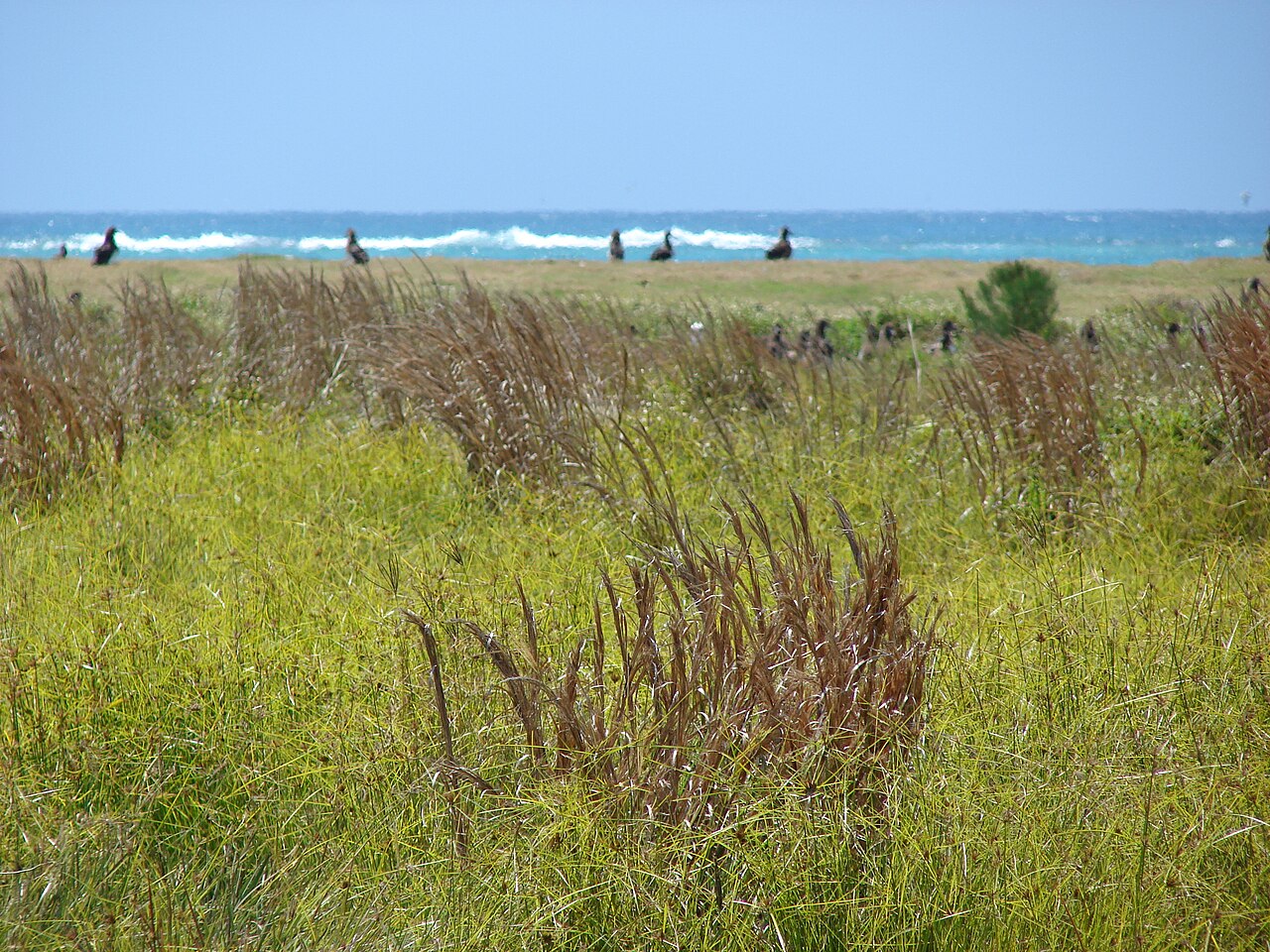 Bushy bluestem: <a href=" http://www.starrenvironmental.com/images/species/?q=Andropogon+glomeratus+var+pumilus " rel="nofollow"> Andropogon glomeratus var. pumilus (Bushy blue