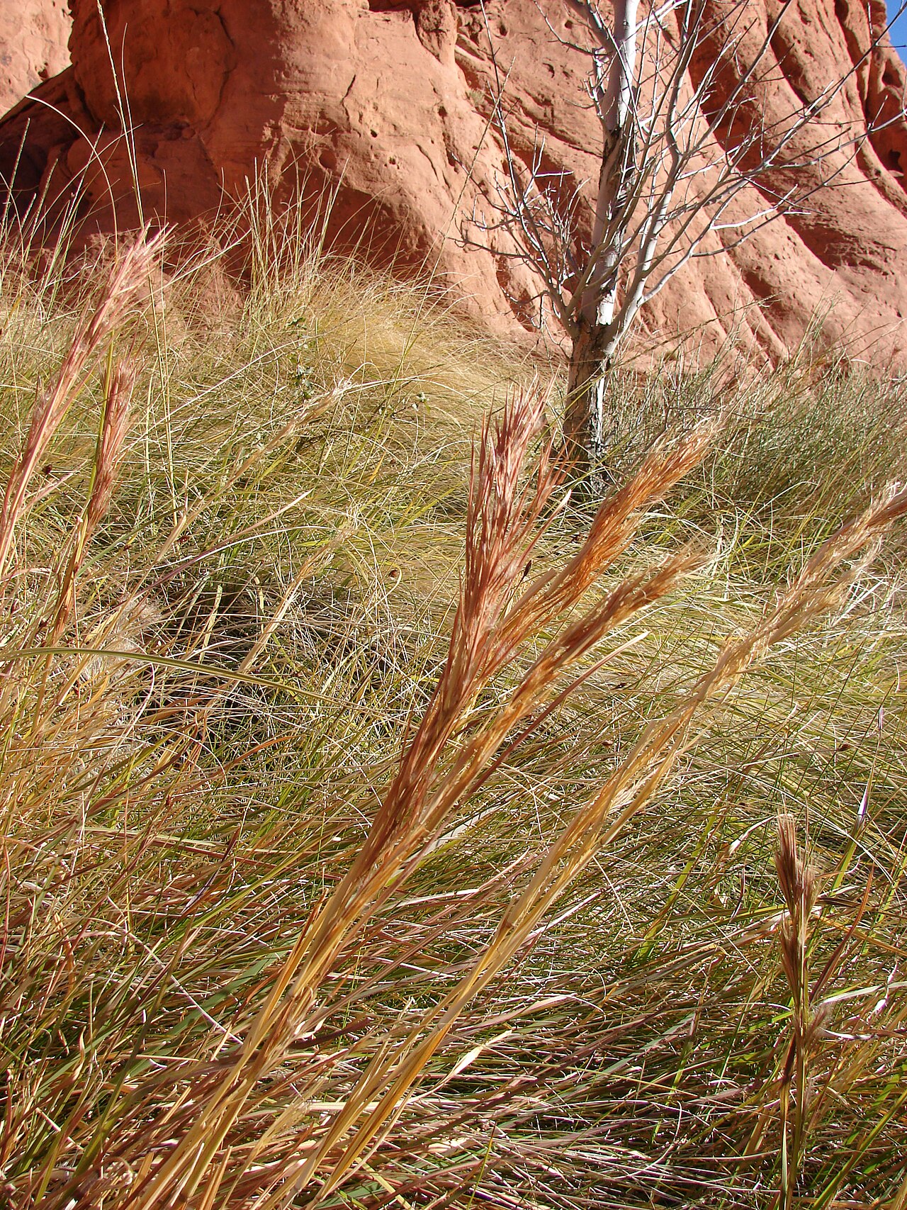 Bushy bluestem: Andropogon glomeratus , syn. Anatherum glomeratum (habit). Location: Calico Basin, Red Rock Canyon, southern Nevada.