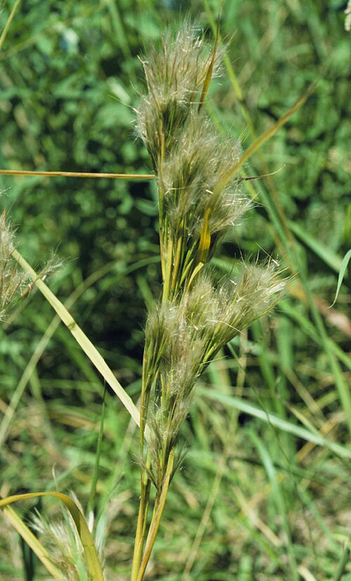 Bushy bluestem: Both the dense hairs and many spikes terminating the lateral branches render the bushy appearance of Andropogon glomeratus .