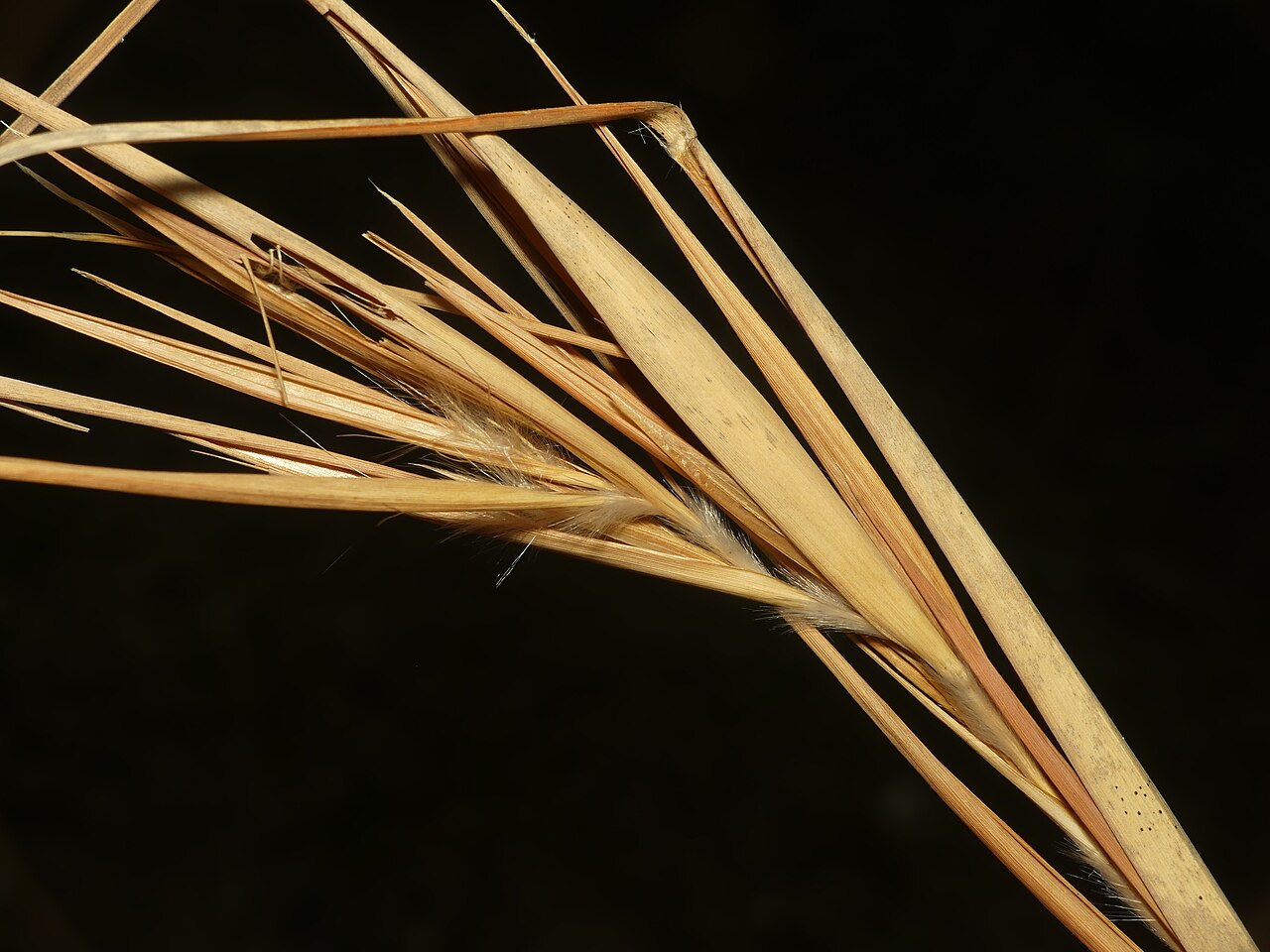 Elliott's bluestem: Andropogon gyrans