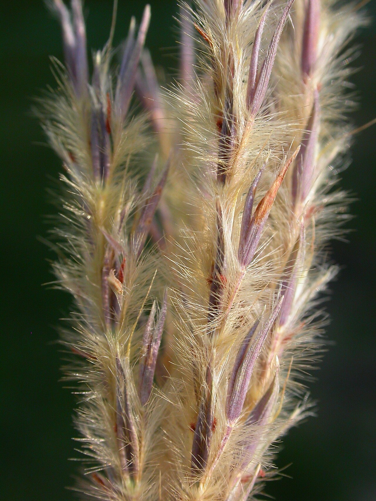Sand bluestem: Andropogon hallii in Rosebud Co., MT, USA