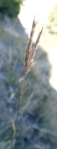 Sand bluestem (Andropogon hallii)