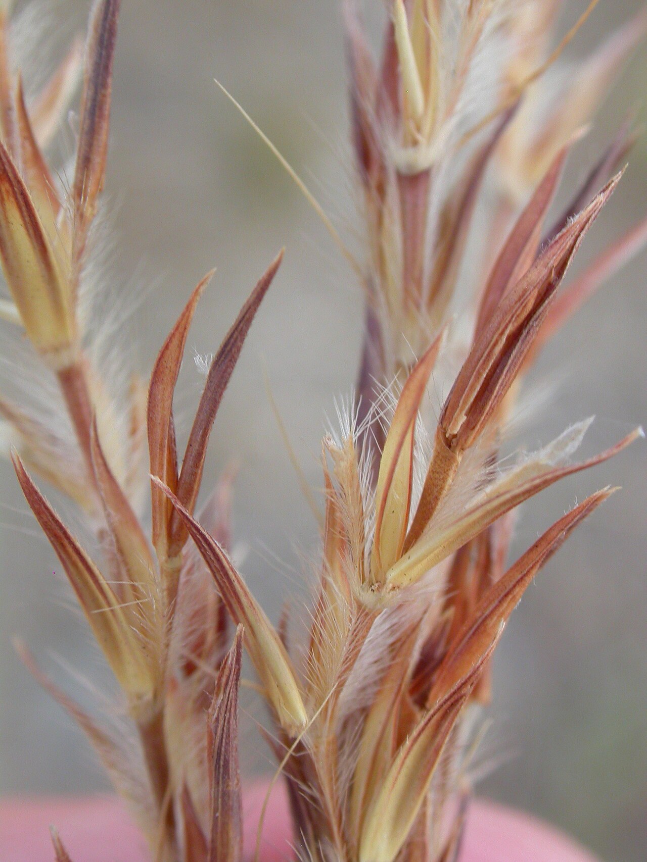 Sand bluestem: The spikelet pairs (sessile and pedicellate spikelets) are arrayed in a linear fashion in Andropogon. The long and widely spreading and often yellowish white or