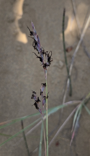 Sand bluestem (Andropogon hallii)