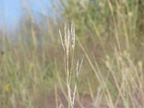 Sand bluestem (Andropogon hallii)