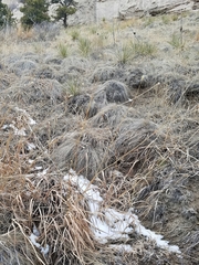 Sand bluestem (Andropogon hallii)