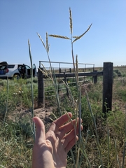 Sand bluestem (Andropogon hallii)