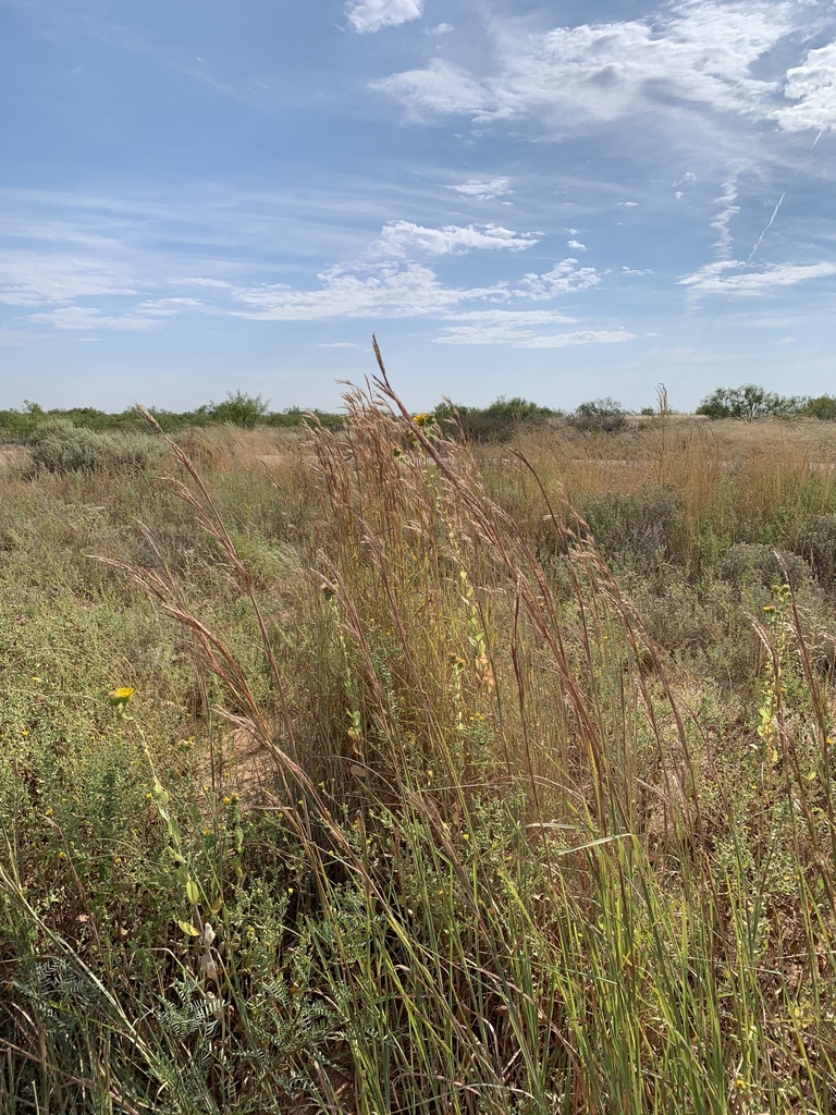 Sand bluestem (Andropogon hallii)